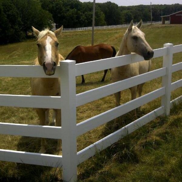 4 Rail Ranch Rail three horses